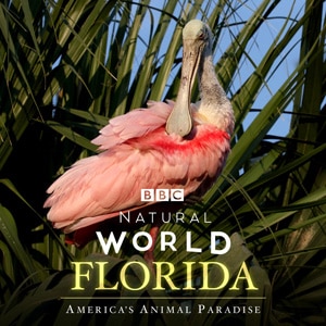 Natural World: Florida - America's Animal Paradise