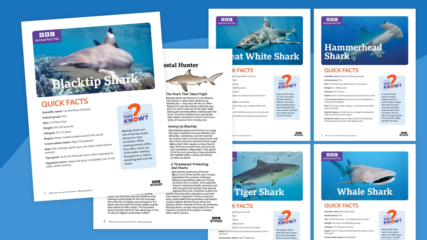 Animal Fact File Bundle: Sharks | BBC Learning Hub