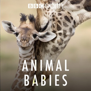 Animal Babies