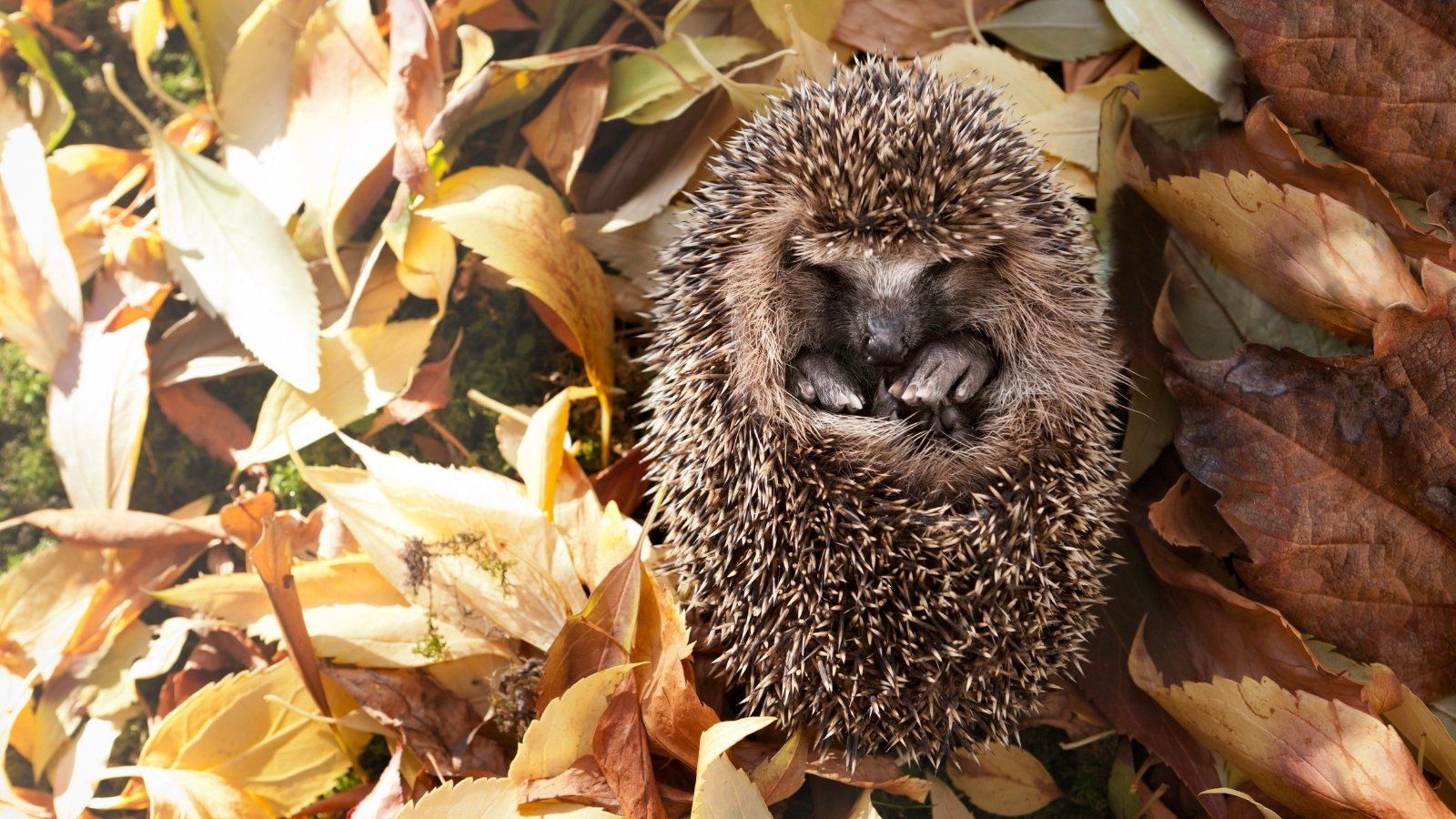 A small hedgehog sleeping on its back with leaves in the background