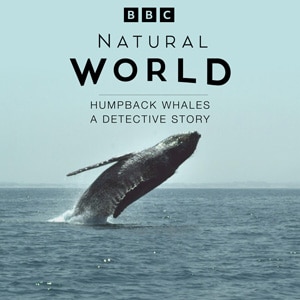 Natural World: Humpback Whales - A Detective Story