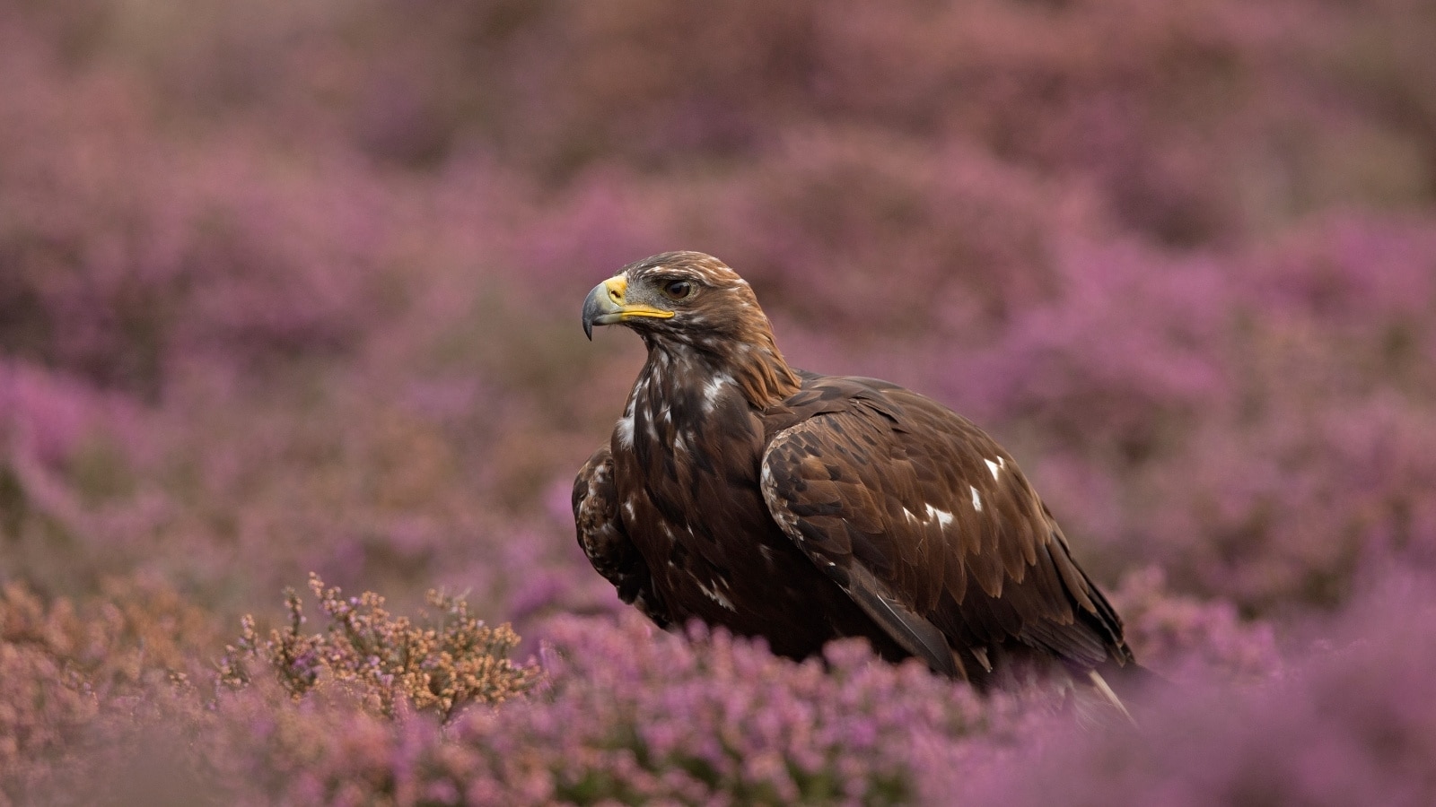 An eagle sitting on the ground with thick vegetation